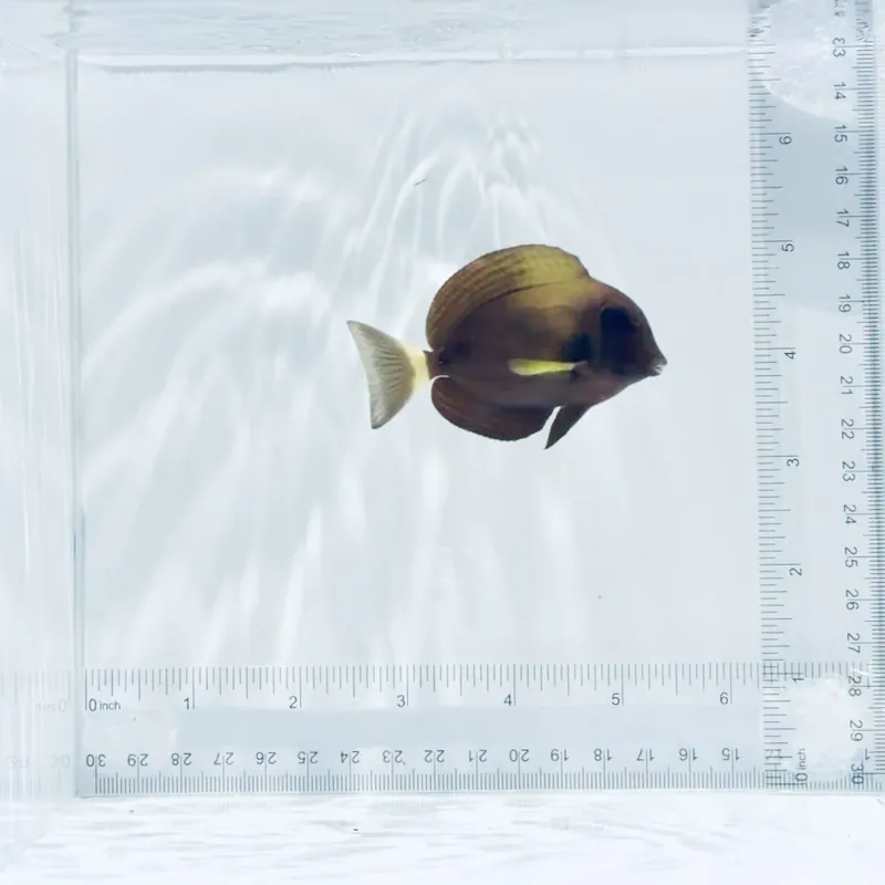 Xanthopterus (Yellowfin) Tang - TSA Fish
