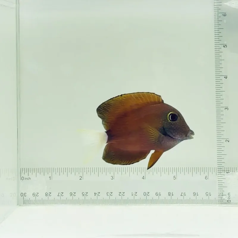 White Tail Bristletooth Tang - TSA Fish