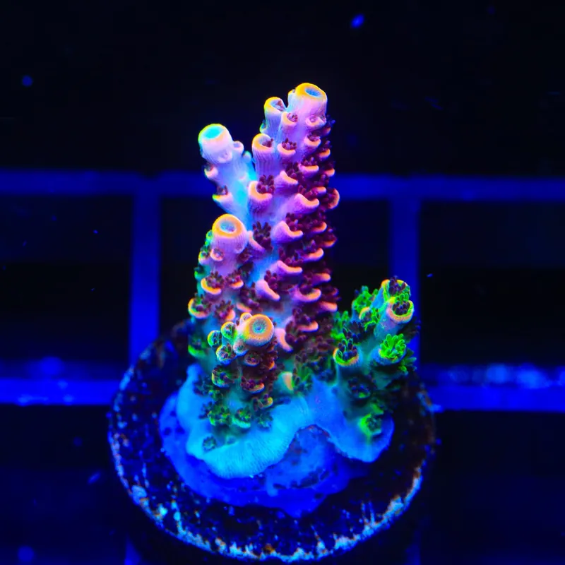 TSA Fruity Splice Acropora Coral - TSA Coral