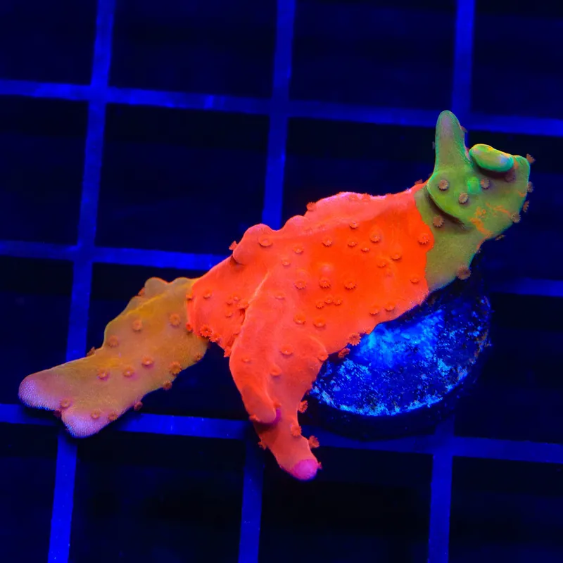 TSA Sherbet Swirl Grafted Setosa Montipora Coral - TSA Coral