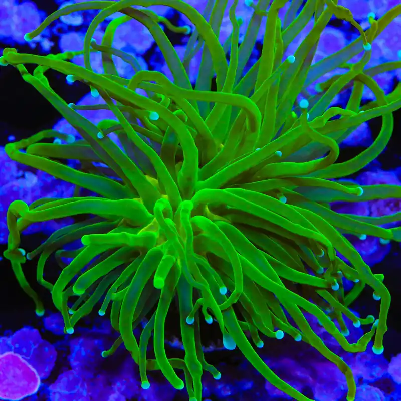 Evergreen Torch Coral - TSA Coral