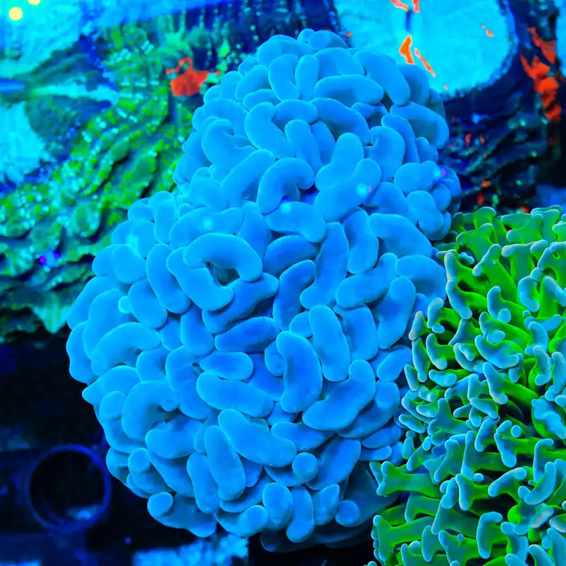 Ultra Hammer Wall Hammer Coral - TSA Coral