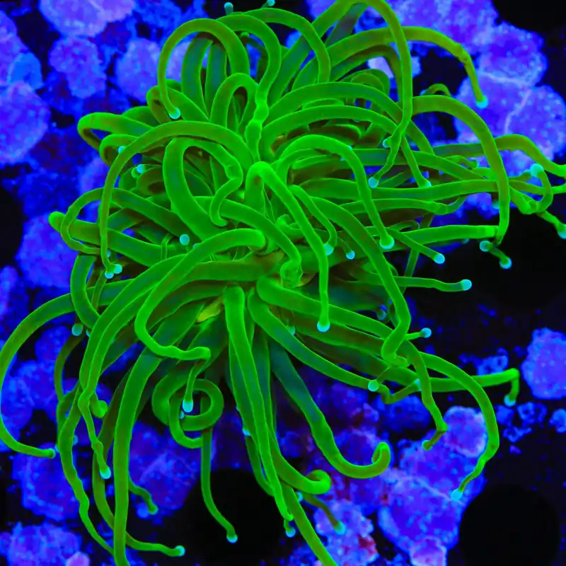 Evergreen Torch Coral - TSA Coral