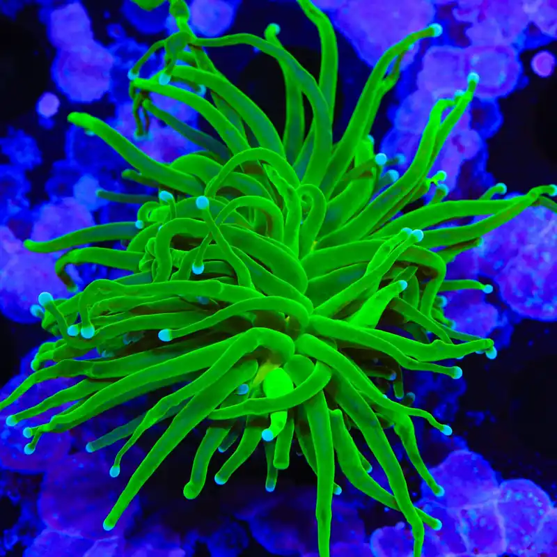Evergreen Torch Coral - TSA Coral