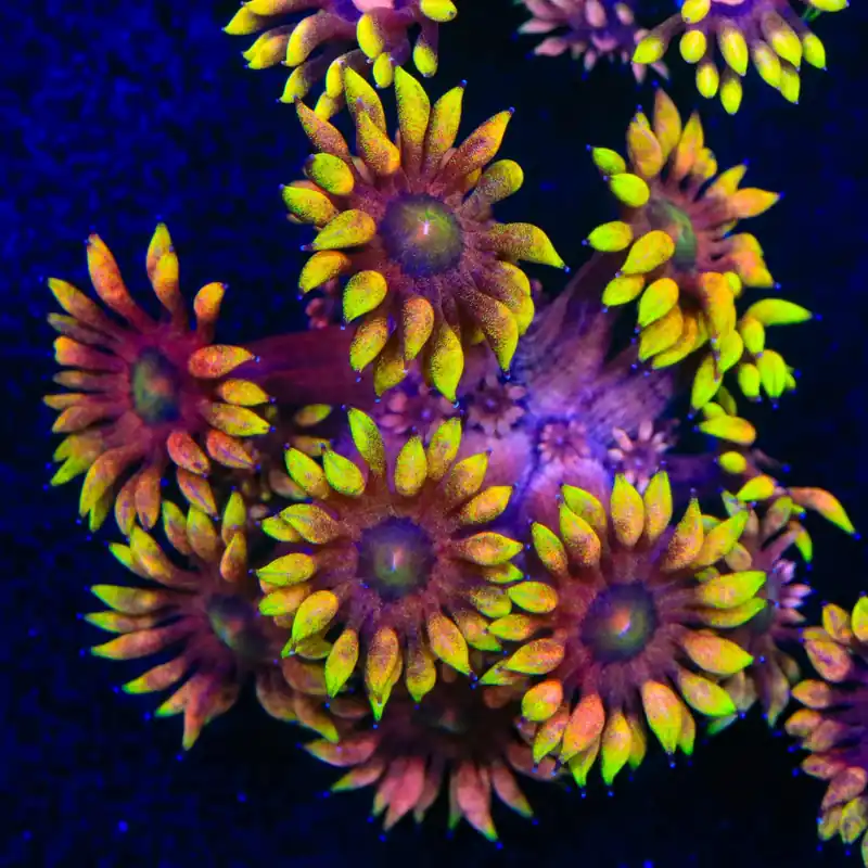 TSA Hellfire Goniopora Coral - TSA Coral