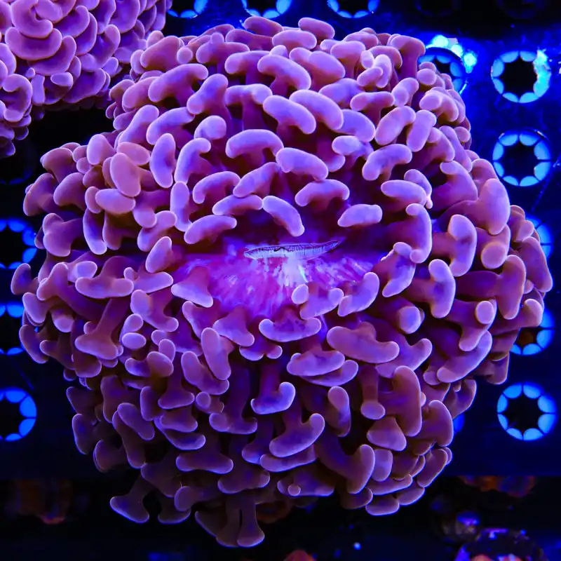 Ultra Wall Hammer Colony Coral - TSA Coral
