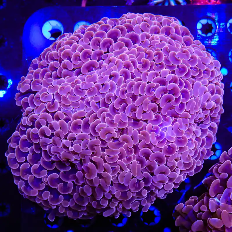 Ultra Wall Hammer Colony Coral - TSA Coral