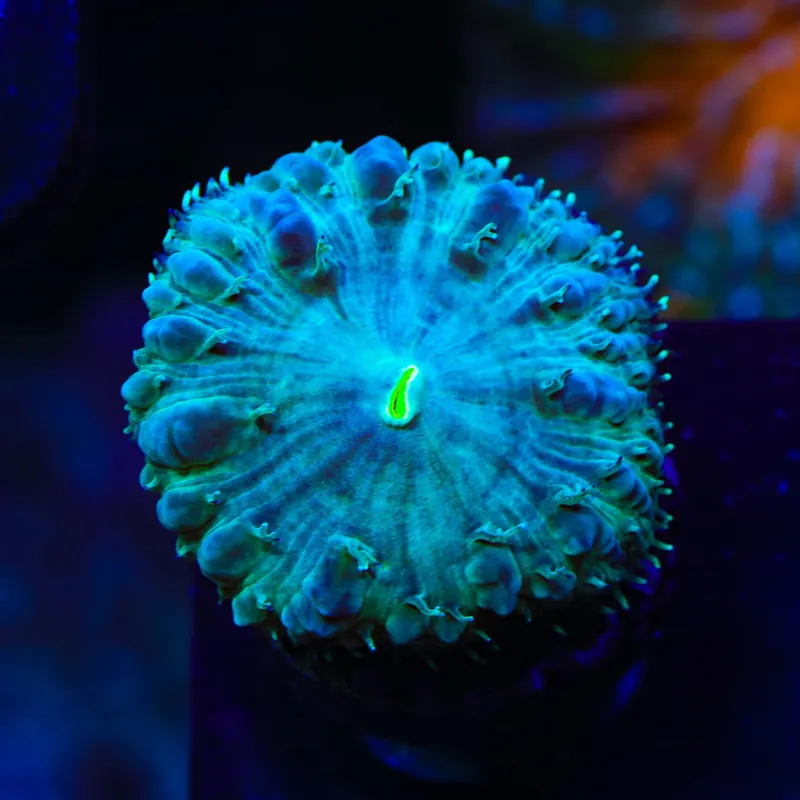 TSA Mint Blastomussa Coral - TSA Coral