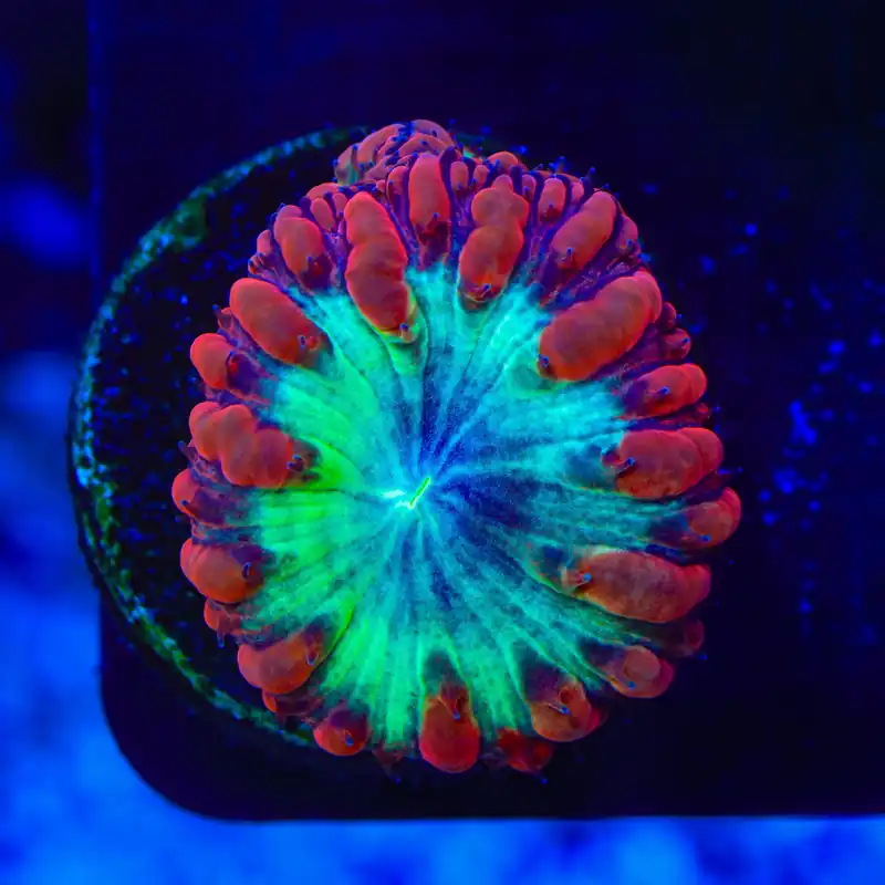 TSA Blastzone Blastomussa Coral - TSA Coral