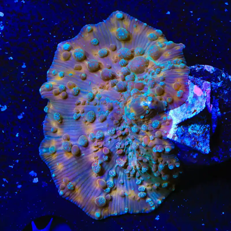TSA Frosted Galaxy Bounce Mushroom Coral - TSA Coral