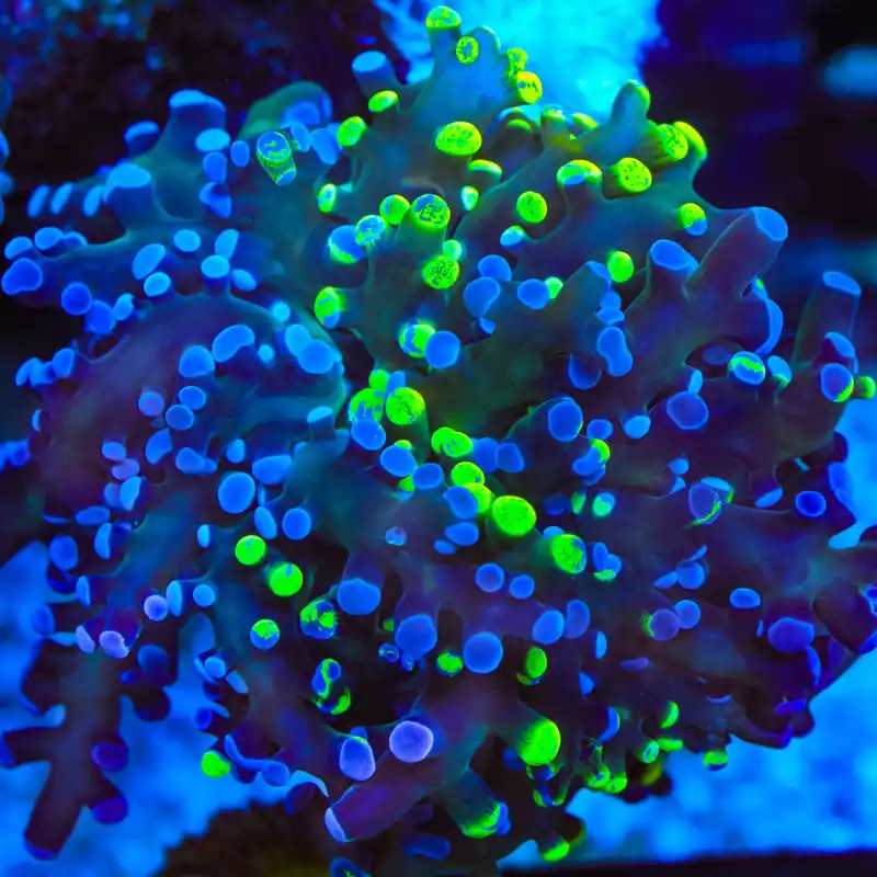 Grafted Two Tone Frogspawn Coral - TSA Coral