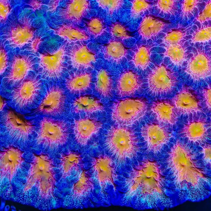 TSA Starlight Glitter Favia Coral - TSA Coral