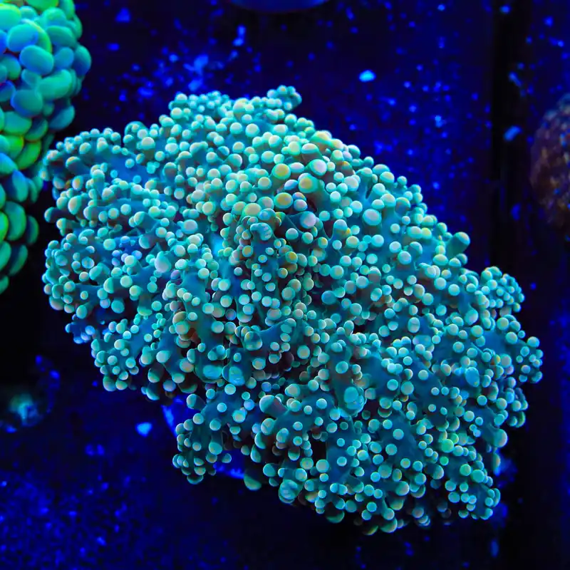 Buttercream Octospawn Coral - TSA Coral