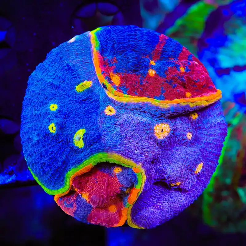 Insane Rainbow Chalice Colony Coral - TSA Coral