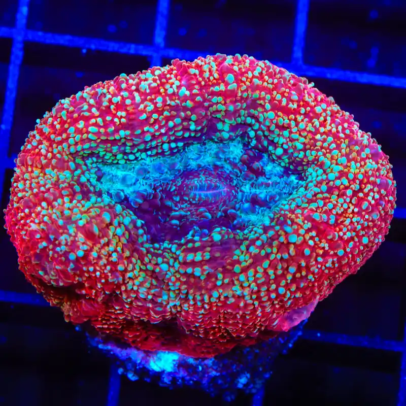 TSA Strawberry Bowerbankii Coral - TSA Coral