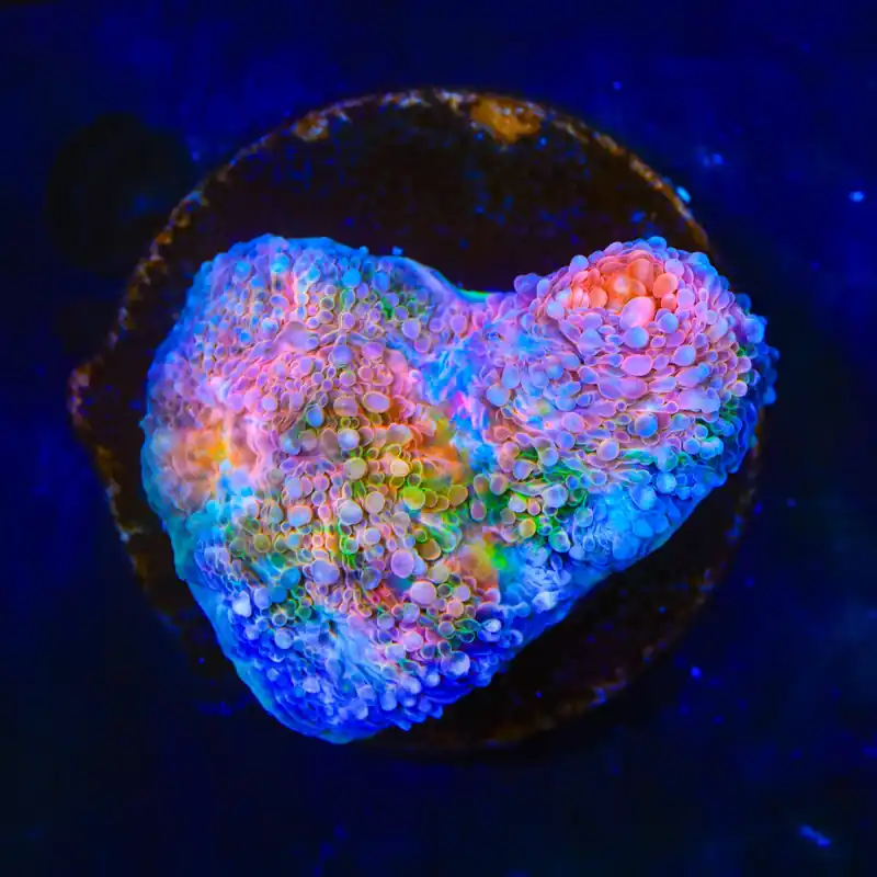 TSA Dream Fever Echinata Coral - TSA Coral