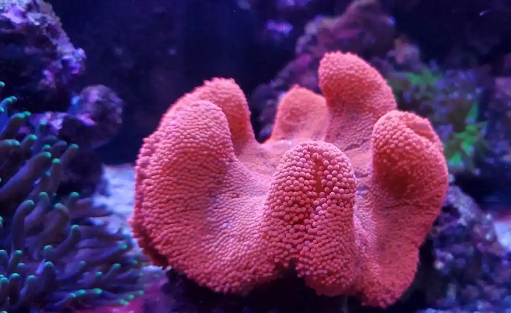 Red Carpet Anemone Sm 2-3″