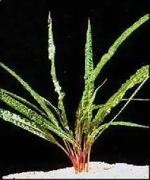 Cryptocoryne balansae - Aquarium FW Plants