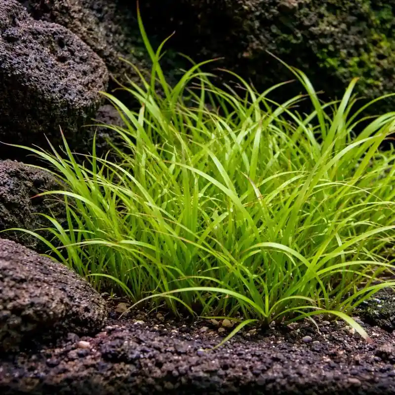Juncus Repens - Aquarium FW Plants
