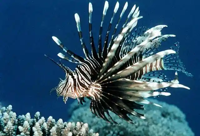 Black Volitan Lion Med - SALTWATER FISH