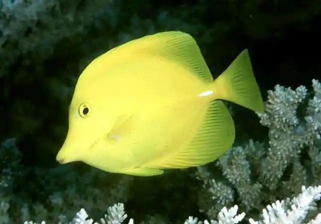 Yellow Tang Lg - SALTWATER FISH
