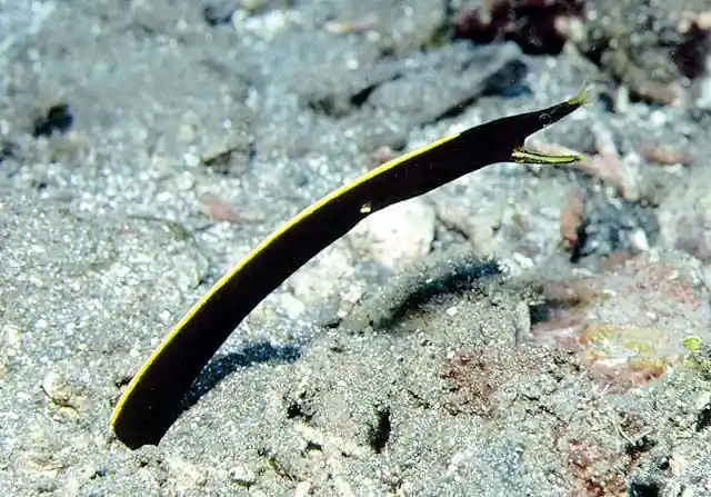 Black Ribbon Eel Lg - SALTWATER FISH