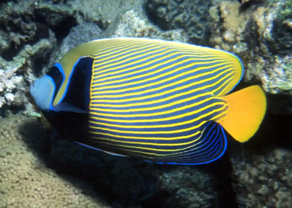 Emperor Angel (Adult XLg - SALTWATER FISH