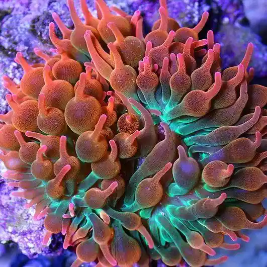 Rose Bubble Tip Anemone 2″-3″