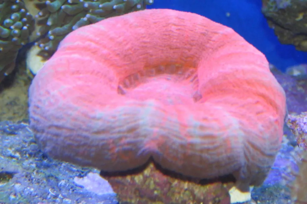 Red Scolymia Sm 2-3″