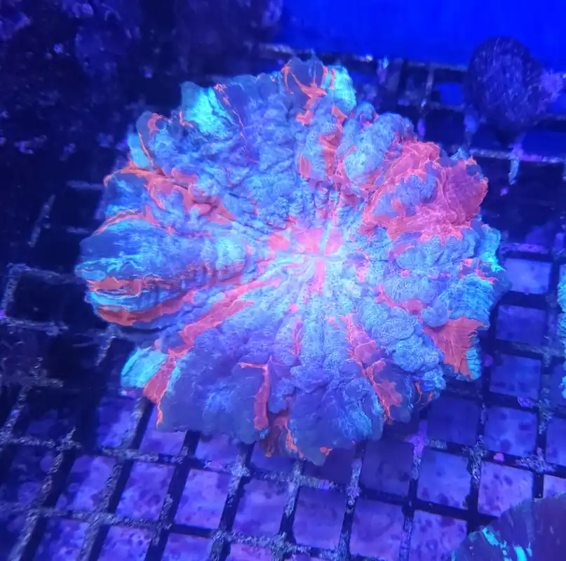 Acanthophylia (Special) Lg - CORAL: HARD