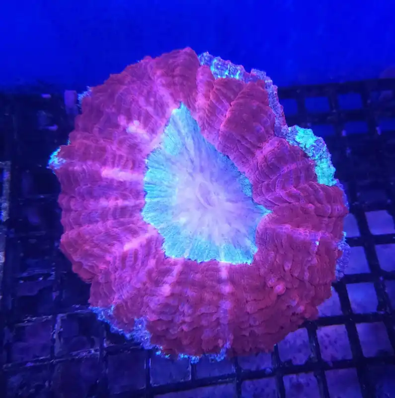 Acanthophylia (Redl) - CORAL: HARD