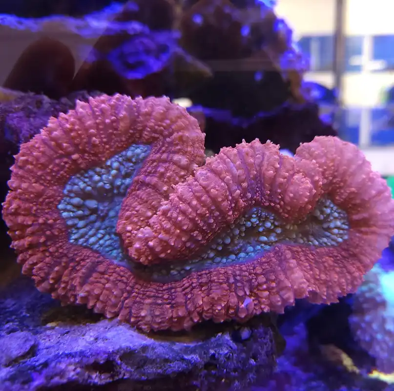 Lobophyllia (Red) Med - CORAL: HARD