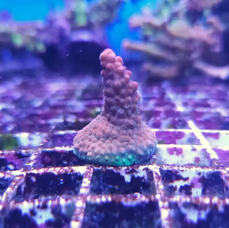 Acropora Supernova Frag Unit - CORAL: HARD