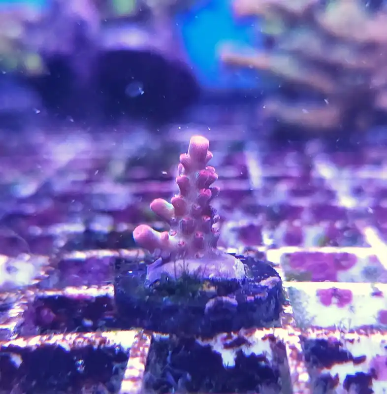 Acropora Shortcake Frag Unit - CORAL: HARD