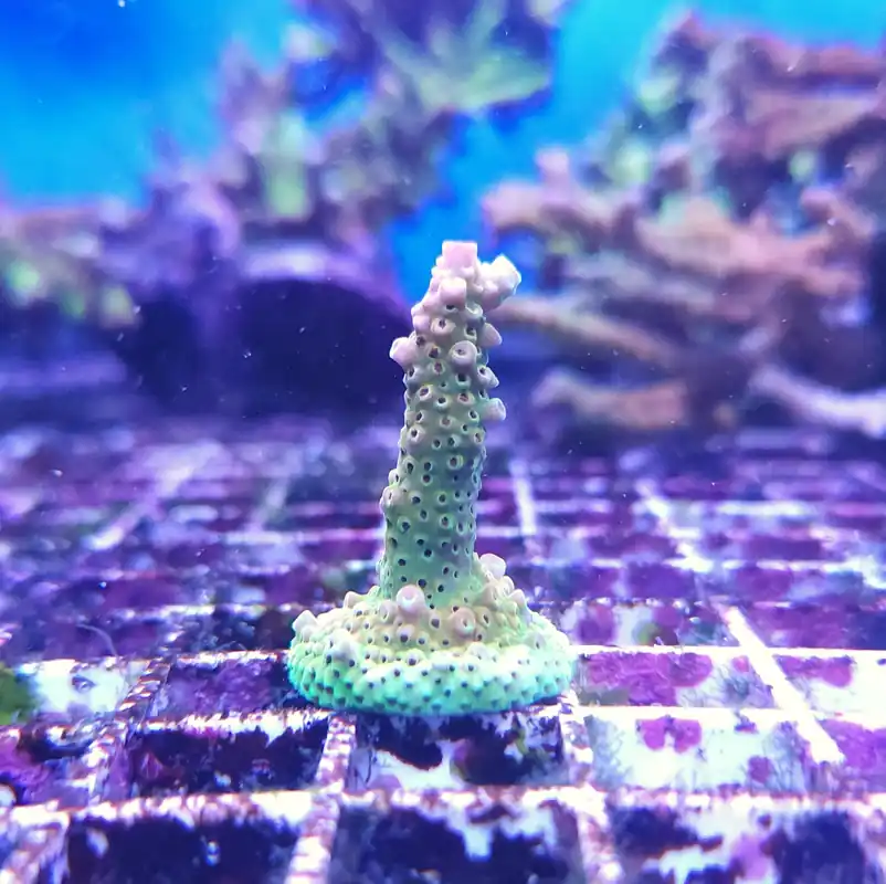 Acropora Martian Sunset Frag Unit - CORAL: HARD