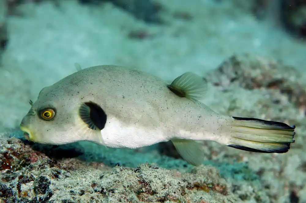 Immaculate Puffer - SALTWATER FISH