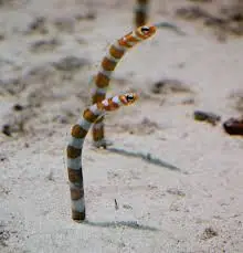 Splendid Garden Eel Unit - SALTWATER FISH
