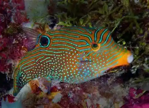 Orange Tail Puffer Fish Sm - SALTWATER FISH