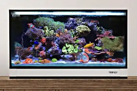 Fusion 25 AIO Lagoon Aquarium w/ Pedestal White - AQUARIUMS
