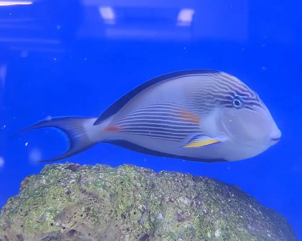 Sohal Tang XLg - SALTWATER FISH