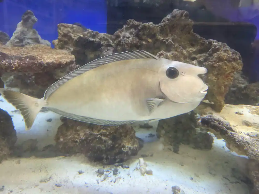 Whitemargin Unicorn Tang Show - SALTWATER FISH