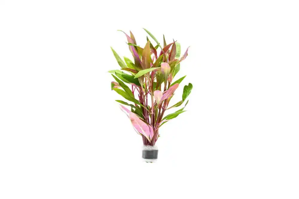 Alternanthera Reineckii - Live Plants