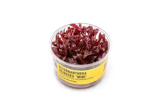 Alternanthera Reineckii ‘Mini’ UNS Tissue Culture - Live Plants