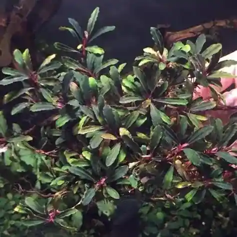 Bucephalandra Red Mini - Live Plants