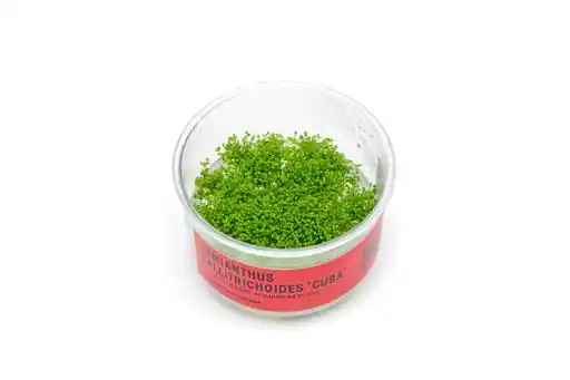 Dwarf Baby Tears UNS Tissue Culture - Live Plants