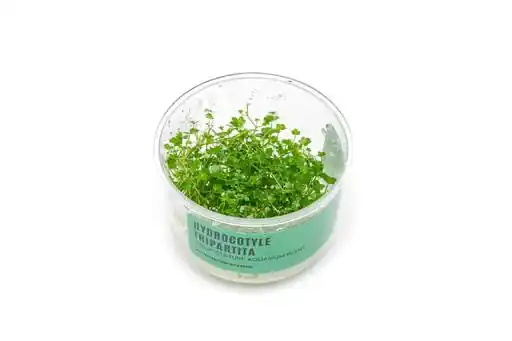 Dwarf Pennywort UNS Tissue Culture - Live Plants