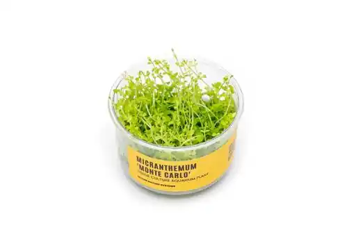 Micranthemum ‘Monte Carlo’ UNS Tissue Culture - Live Plants