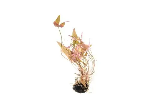 Dwarf Water Lily - Live Plants