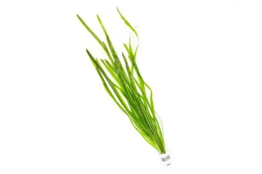 Vallisneria Spiralis - Live Plants