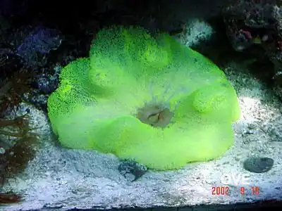 Green Carpet Anemone Unit - SW INVERTS